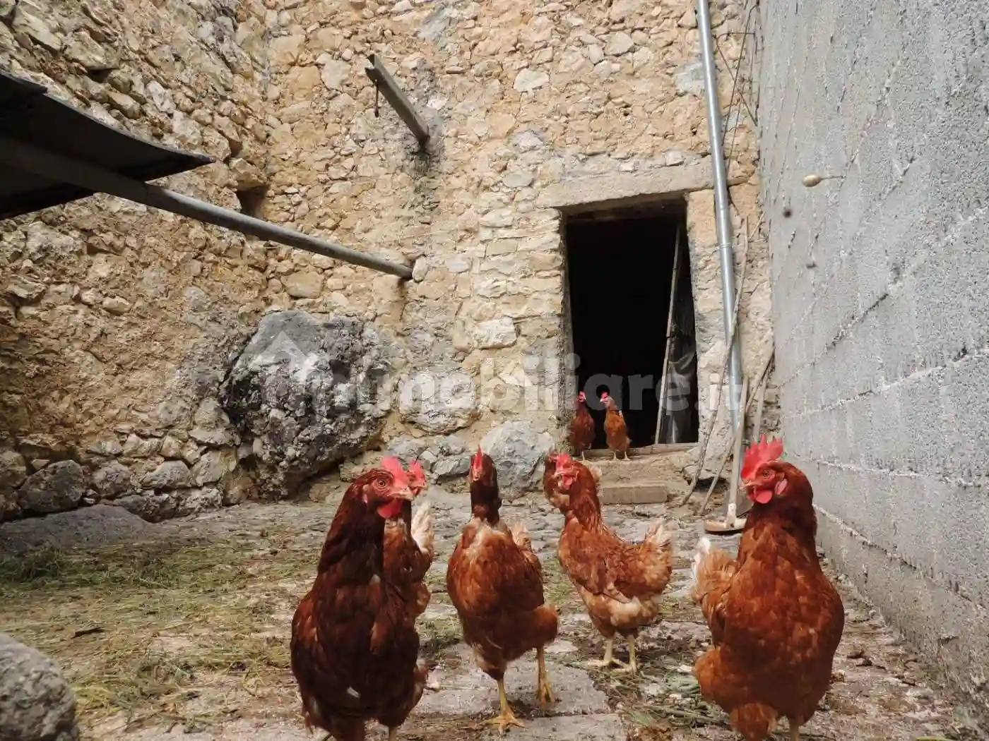 Rustico - Casale - foto 3