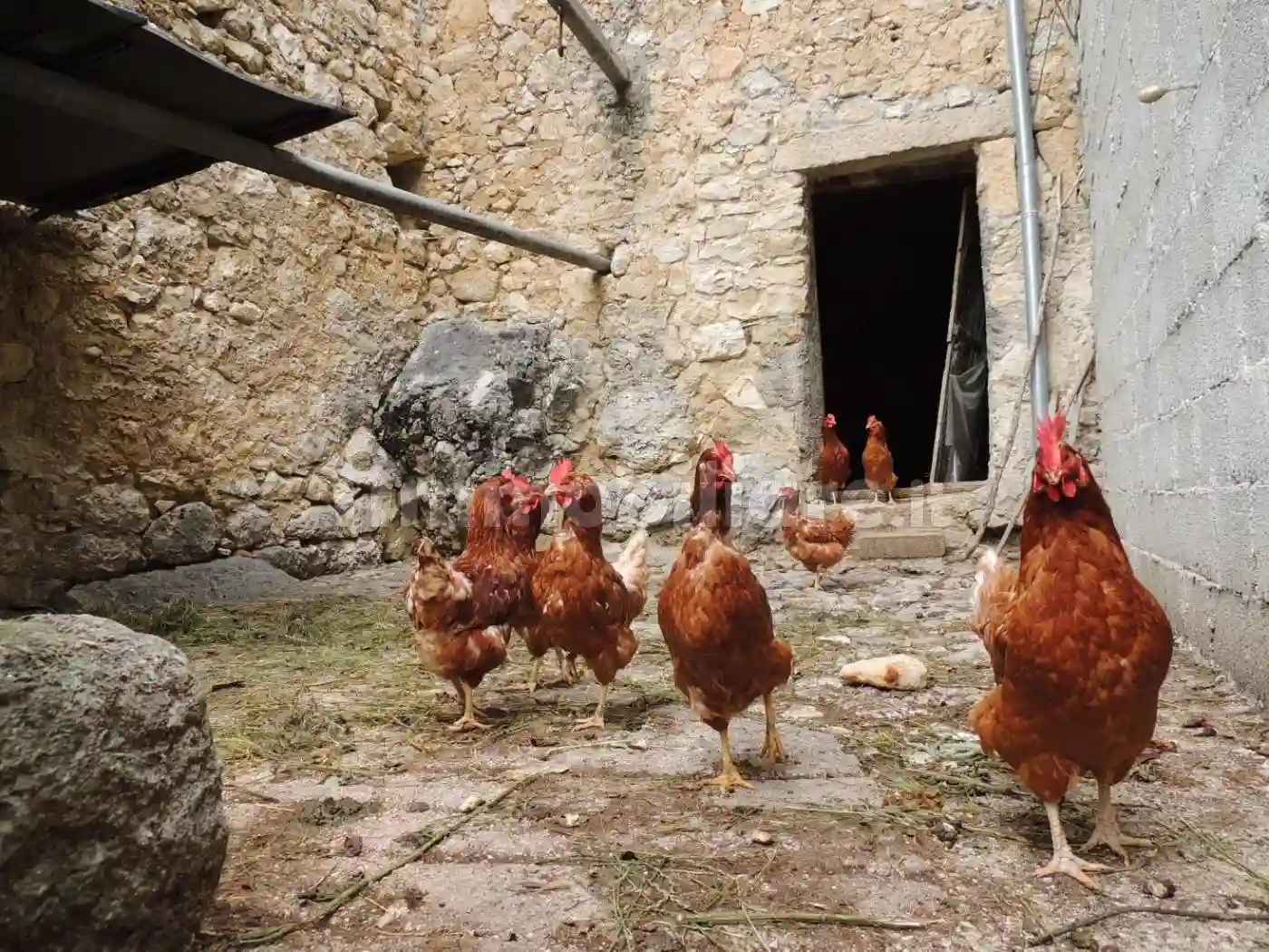 Rustico - Casale - foto 4