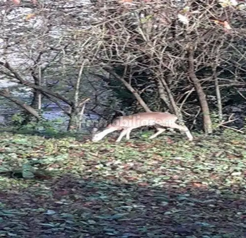 Rustico - Casale in vendita a Proceno