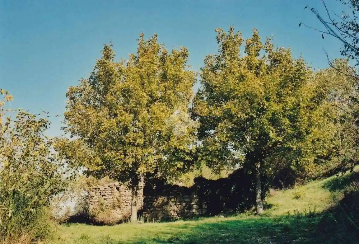 Rustico - Casale in vendita a Cannara