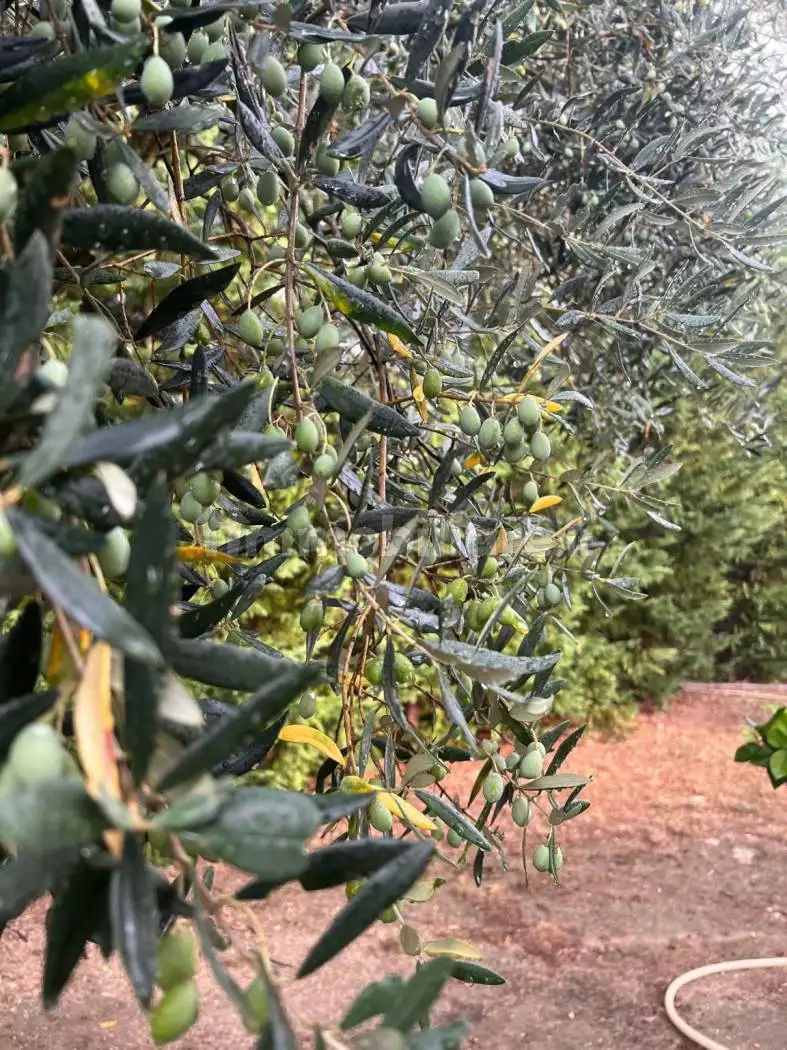 Rustico - Casale in vendita a Loreto Aprutino