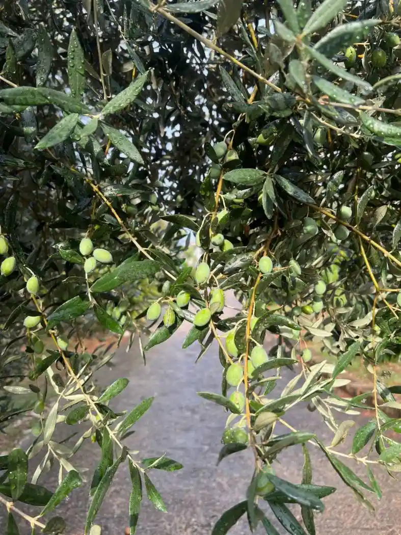 Casale Contrada Galliano 13, Loreto Aprutino - foto 2