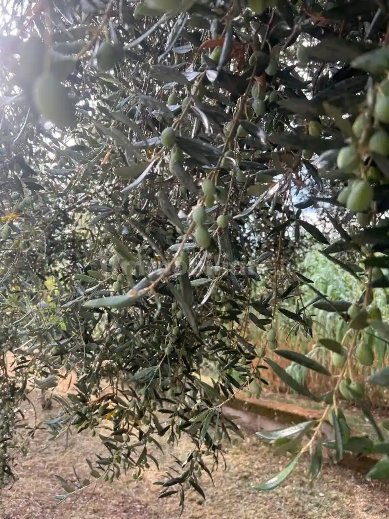 Casale Contrada Galliano 13, Loreto Aprutino - foto 3