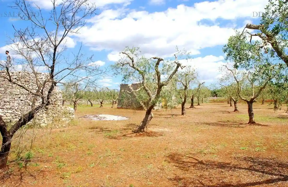 Rustico - Casale - foto 3