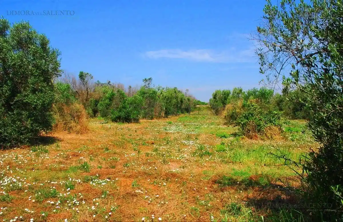 Rustico - Casale in vendita a Salve