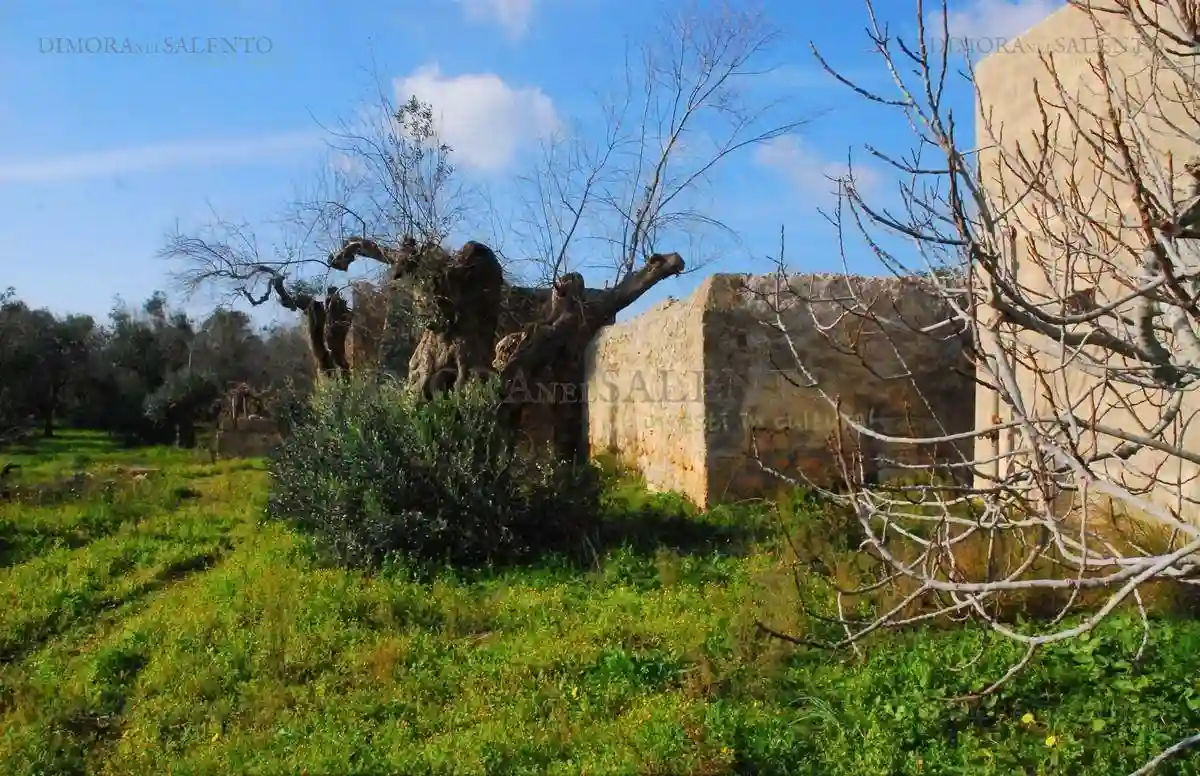 Rustico - Casale - foto 4