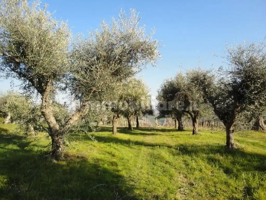 Rustico - Casale in vendita a Monte Roberto
