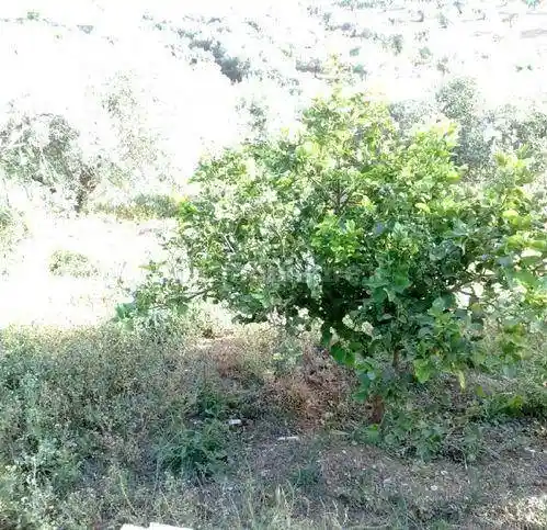 Villa in vendita a Bagheria