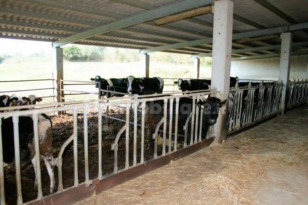 Rustico - Casale - foto 3