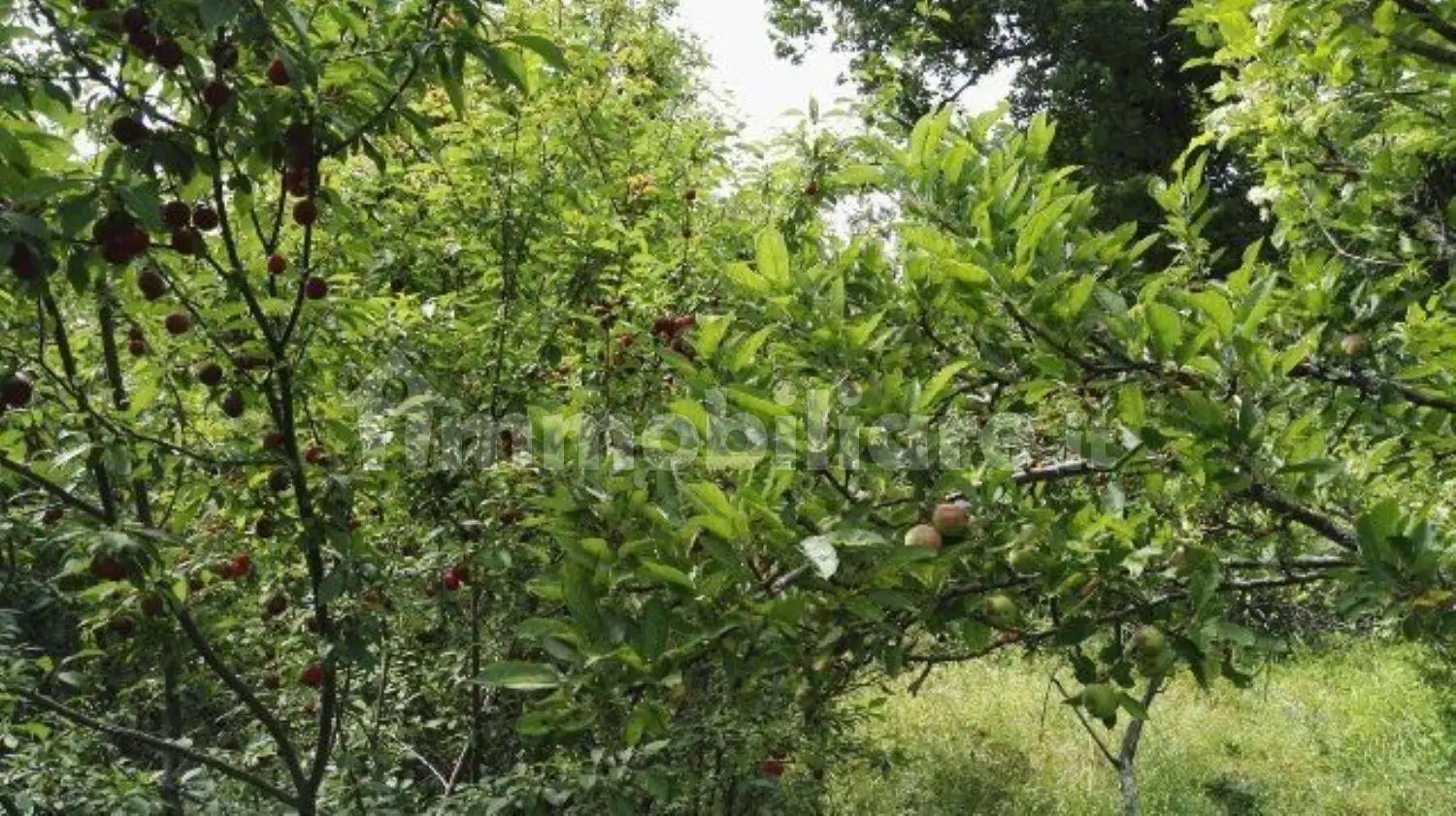 Appartamento in vendita a Tornolo