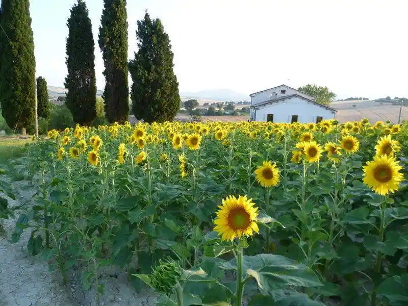 Rustico - Casale in vendita a Filottrano