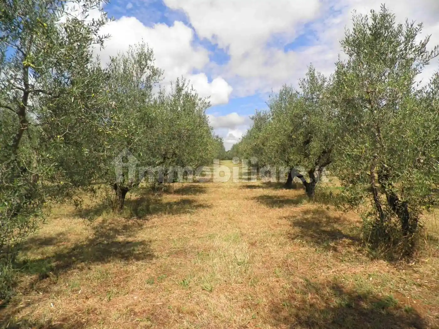 Villa in vendita a Rosignano Marittimo