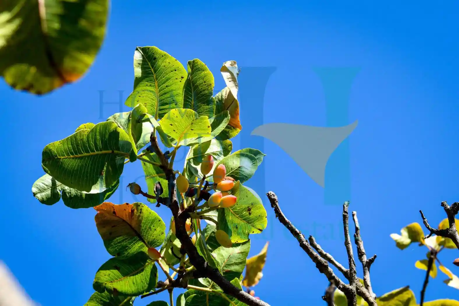 Rustico viale Europa, Buccheri - foto 3