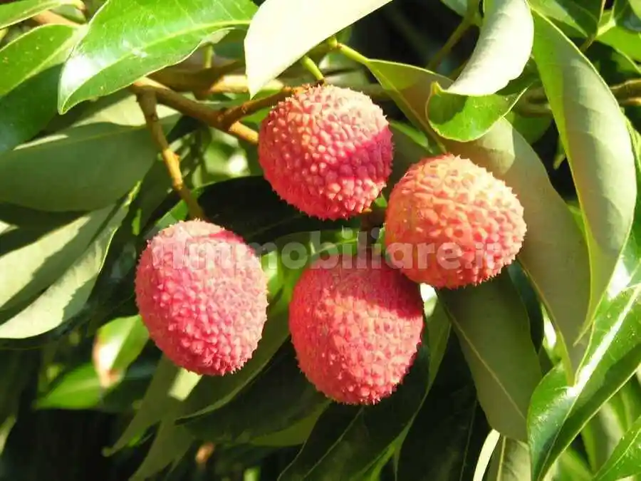 Villa unifamiliare, ottimo stato, 165 m², Ricadi - foto 3