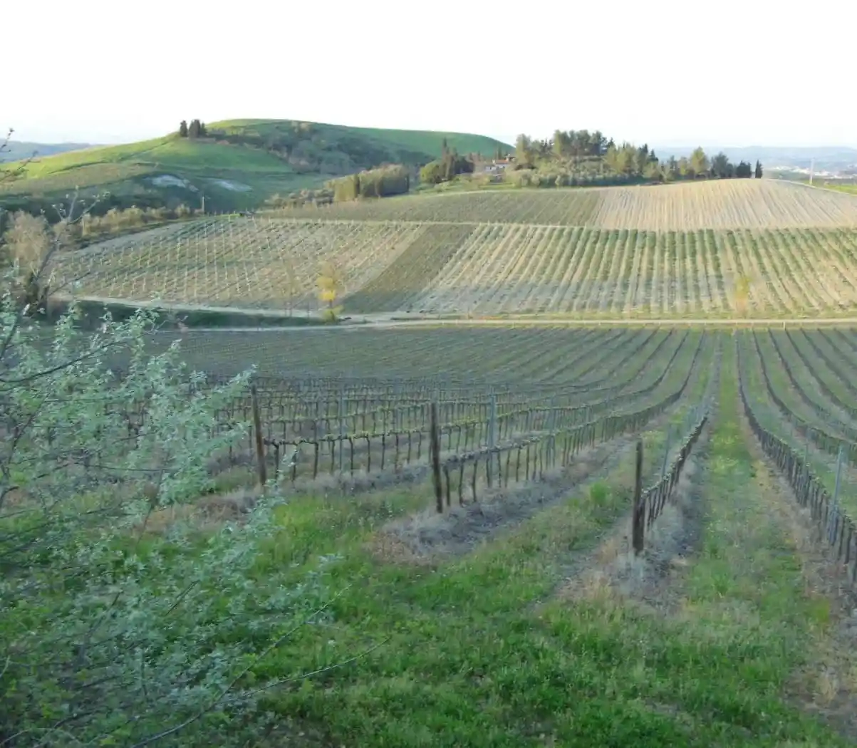 Rustico - Casale in vendita a Cinigiano