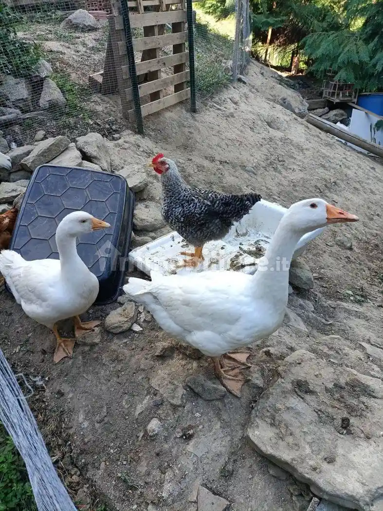 Villetta a schiera - foto 4